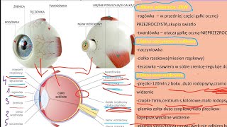 budowa oka i przewodzenie impulsu świetlnegoczopkipręcikirodopsyna [upl. by Aiciled534]