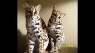 Raising Asian Leopard Cats ALCs [upl. by Lehcar924]