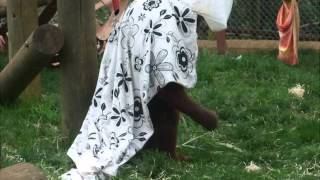 OSHINE playing ET at Monkey World 2012 [upl. by Wichern508]