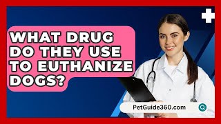 What Drug Do They Use To Euthanize Dogs  PetGuide360com [upl. by Ahsirtap]