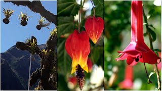 12 plantas del valle andino🌈 para cultivar FLORES en Ollantaytambo  Cusco [upl. by Norehc]