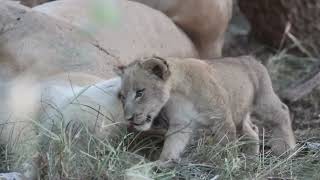 Kalahari black maned lions thriving on the reserve [upl. by Rinna]