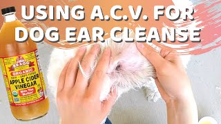 How to Clean Your Dogs Ears Using a Natural Apple Cider Vinegar Home Remedy [upl. by Ppik658]