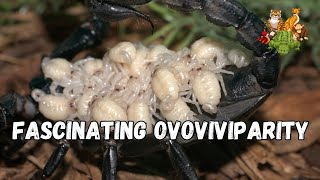 Fascinating Ovoviviparity Inside the Unique Reproductive Strategy of Ovoviviparous Animals [upl. by Smaj]