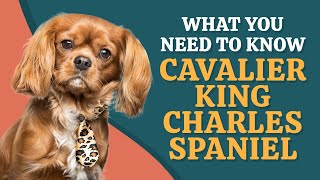 Discover If a Cavalier King Charles Spaniel is Your Perfect Pet [upl. by Edme]