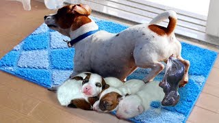 Mommy Jack Russell Dog Giving Birth To 5 Cute Puppies [upl. by Nilrah]