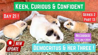 Our TRIO of BABY GUINEA PIGS update time  DAY 21  Part Thirteen  21st July 2024 [upl. by Klusek]