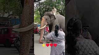 A cool walkmysoredasara elephant 2024 shorts animals elephant wildlife walkthrough song [upl. by Niessuh591]