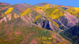 Wildflowers Super Bloom 2023 in Carrizo Plain National Monument  4K Drone Video [upl. by Eednar]