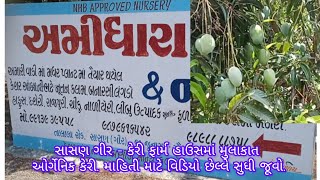 Sasan Gir Kesar Mangos Talala  Junagadh  તાલાલા સાસણ ગીર કેસર કેરી mango viral farm [upl. by Berardo]