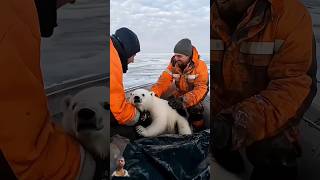 Tiny Polar Bears Heartwarming Rescue 😍 PolarBearRescue WildlifeConservation ArcticAnimals [upl. by Chere]