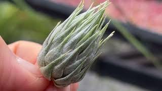 チランジア カウツキー Tillandsia kautskyi＊エアプランツ＠フラワーショップ江口Tillandsia生産育成農場専門店：鹿児島県出水市エアープランツ [upl. by Sharpe]