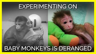 Todays Experiments on Monkeys Are Just as Cruel As They Were 70 Years Ago [upl. by Mccord]