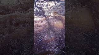 September Stream Flow 1 hydrology slowed bewatermyfriend bewater h2o water flowing [upl. by Yasibit622]