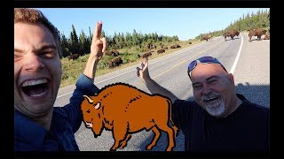 Face à face avec un troupeau de bisons [upl. by Reviel]