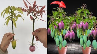 Summary of simple but effective techniques for propagating mangoes using leaves and branches [upl. by Hackathorn]