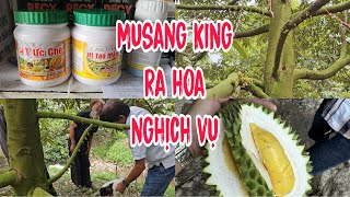 Musang King Ra Hoa Nghịch Vụ Tháng 8 Âm Lịch NHƠN MỸ CHỢ MỚI AN GIANG MÙA THỨ 2 [upl. by Aisilef554]