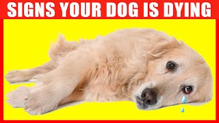 10 Critical Signs that Indicates Your Dog is Dying [upl. by Anol510]