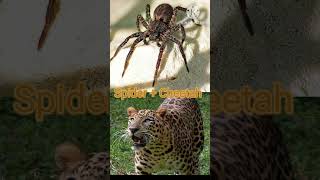 animal fusion  Mammoth rhino caterpillar and rabbit Spider and Panther hybrid marvel creaturefusi [upl. by Sidonius]