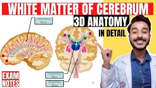 white matter of cerebrum anatomy 3d  association fibers anatomy  commissural fibers anatomy [upl. by Levy]