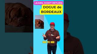 Origins  Dogue de Bordeaux A Fascinating History petzpaws learndontreturn doguedebordeaux [upl. by Pegeen]