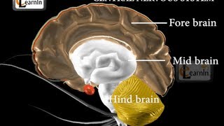 Central nervous system  Biology [upl. by Annayek417]