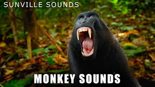 Monkey Sounds  Wilder Sounds Of Nature  Peters World Animal Sounds [upl. by Enimsaj]