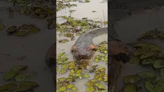 🐍Encuentros con ANACONDAS GIGANTES en el AMAZONAS🐍 shortsvideo amazonas anacondas [upl. by Sleinad]