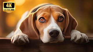 The Beagle Companion Unveiling the Charms of a Loyal Canine Friend [upl. by Airad]