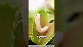 This Plant Can Bite Your Finger 😨 [upl. by Lusar]