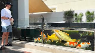 World’s Best Japanese Koi Fish Collection AMAZING KOI POND DESIGN [upl. by Atikam]