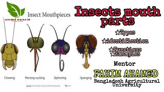 Learning Insect Mouthparts Types [upl. by Notsecnirp]