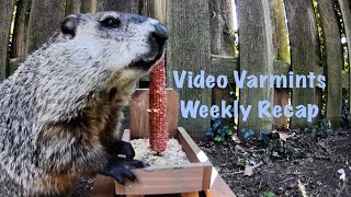 Video Varmints Weekly Recap Volume 3 [upl. by Nomaj]