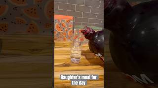 SCHOOL MEALS FOR PICKY KIDS 🤍 school lunch easy pickypicks [upl. by Yecak163]