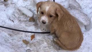 Stray puppy was abandoned in the snow to die shivering all over with a pitiful look in its eyes [upl. by Erait58]