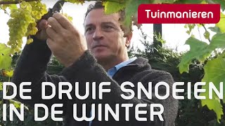 De druif snoeien in de winter hoe doe je dat  Winter  Tuinmanieren [upl. by Yesnil239]