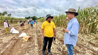 DUBLE KITA sa Corn Grain  Silage Production Simultaneously [upl. by Tonie]