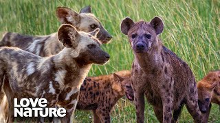 Wild Dogs Clash with Hyenas over Food  Love Nature [upl. by Hinkel182]