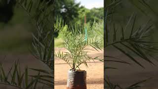 EETHA CHETTU  TODDY KHAJJUR PLANTS DATE PALM AND JEELUGA GIRKATALLU BY GAYATRI NURSERY SANGAREDDY [upl. by Hollenbeck176]