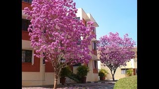 Odcinek 115 Tabebuia rosea uprawa z nasion cz 1 [upl. by Etnomed233]