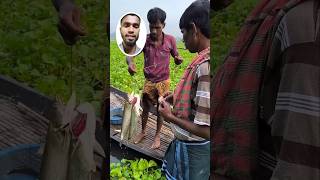 বিলের টাটকা মাছ। fishing fishcuting shortvideo fish fishcooking [upl. by Bunting]