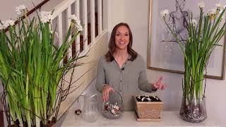 How to Plant Paperwhites in Soil and Water  How to Prevent Paperwhites From Flopping [upl. by Roger]