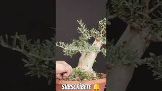 otro prebonsai de acebuche bonsai manolofelix bonsaiaficionado bonsaiponderosaehn [upl. by Osborn884]