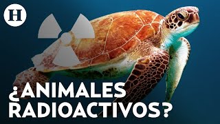 ¿Existen los animales radiactivos Desastres nucleares han afectando la vida silvestre de esta forma [upl. by Dilahk186]