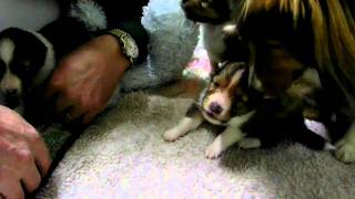 Lakeside Shelties Kady and Hunters puppies singing [upl. by Marcille59]