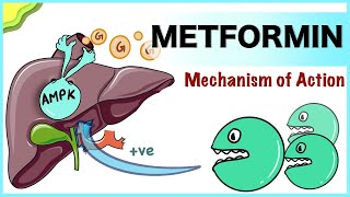 Metformin Mechanism of Action [upl. by Guthry]