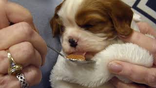 Cavalier King Charles Spaniel Puppies  From Birth To 10 Weeks Of Age  In Just 11 Minutes [upl. by Berneta992]