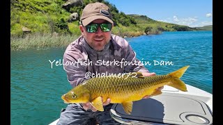 Yellowfish Flyfishing Sterkfontein [upl. by Annodahs665]