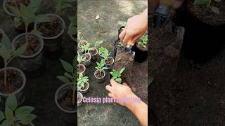 Celosia plant reporting plants shorts [upl. by Jun14]