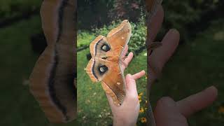 Polyphemus moth video by Candice Radke chicorydellarts [upl. by Naples597]